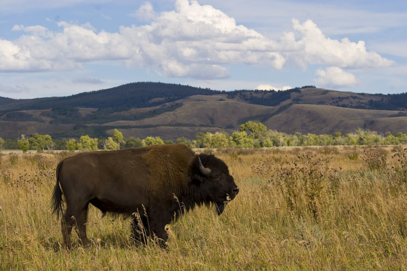 Bison